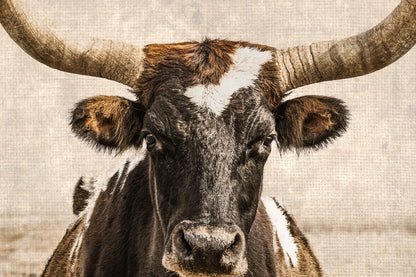 Vintage Texas Longhorn Wall Art - Rustic Western Photography