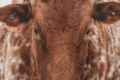 Large Texas Longhorn Wall Art