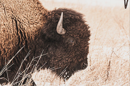 Gift for a Newborn Nursery - Bison Wall Decor