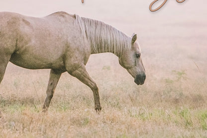 This is the Day the Lord has Made - Horse Wall Art