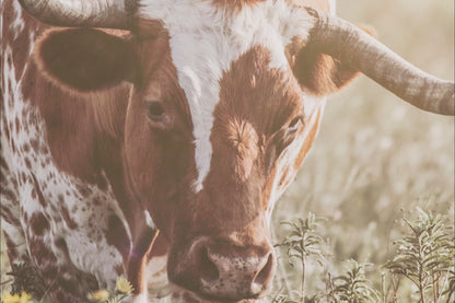 Rustic Farmhouse Artwork - Longhorn in Flowers