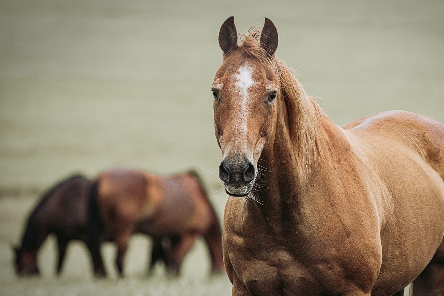 Ranch Horse Canvas Print- Western Wall Art Mounted Photo Print / 12 x 18 Inches