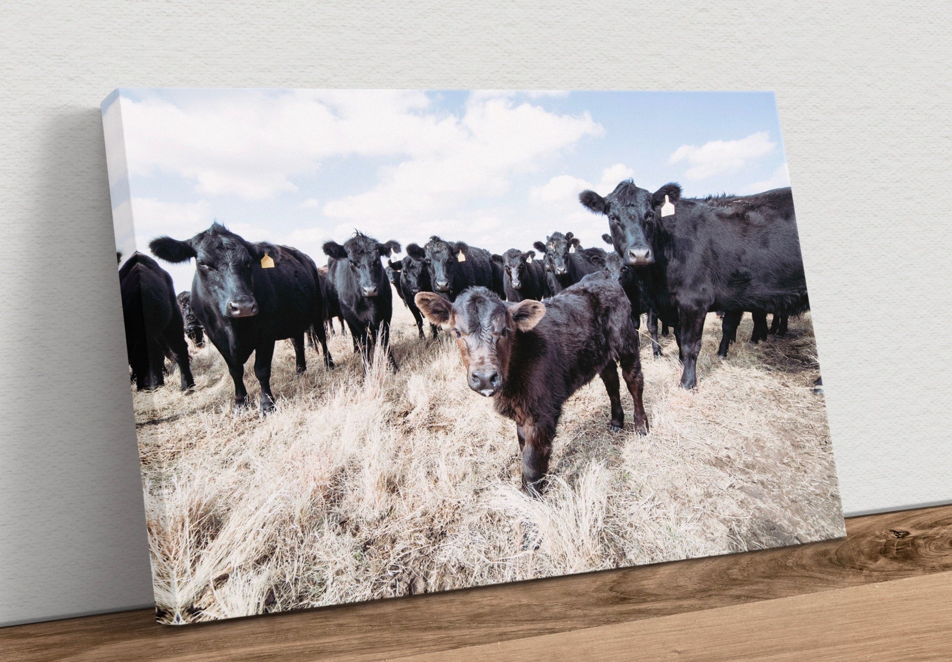 Ranch Style Black Angus Cattle - Angus Cows and Calf Canvas-Unframed / 12 x 18 Inches Wall Art Teri James Photography