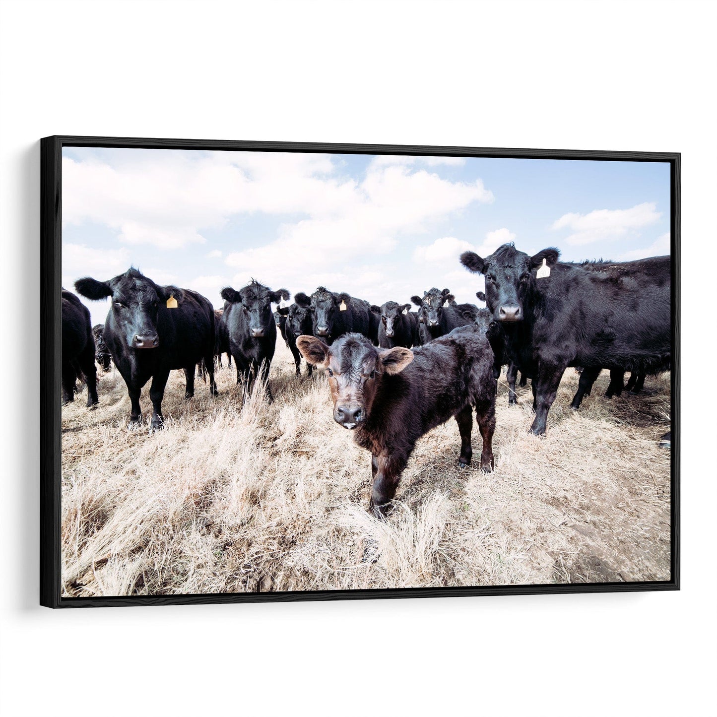 Ranch Style Black Angus Cattle - Angus Cows and Calf Canvas-Black Frame / 12 x 18 Inches Wall Art Teri James Photography