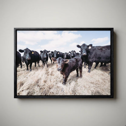 Ranch Style Decor Wall Art - Black Angus Cattle