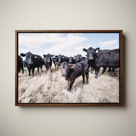 Ranch Style Decor Wall Art - Black Angus Cattle