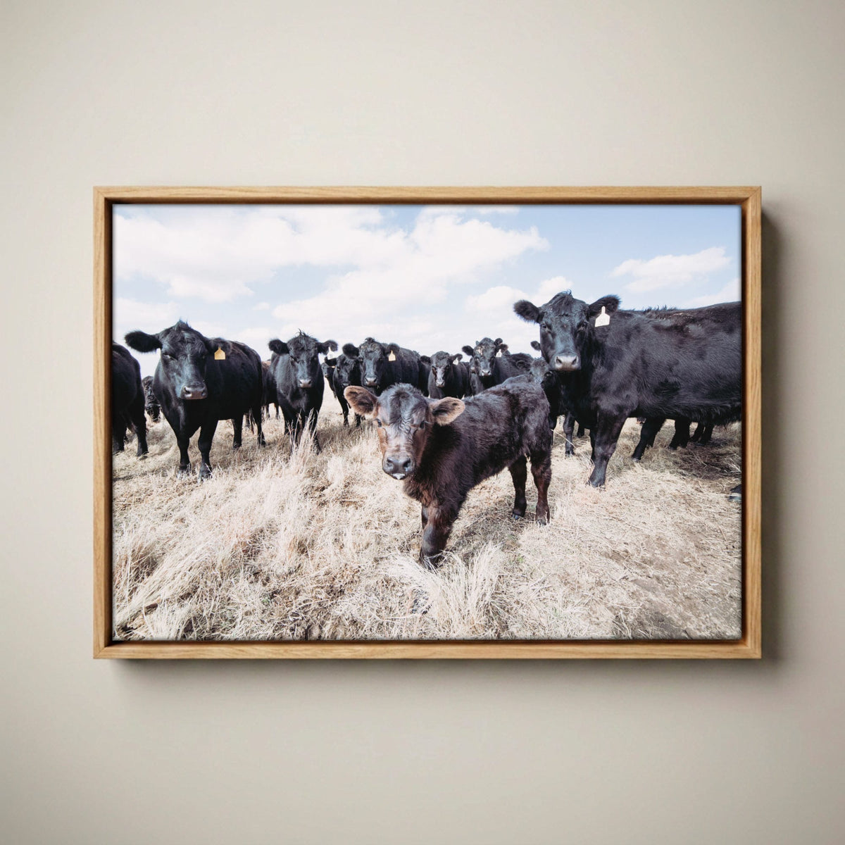 Ranch Style Decor Wall Art - Black Angus Cattle Canvas-Natural Oak Float Frame / 12 x 18 Inches