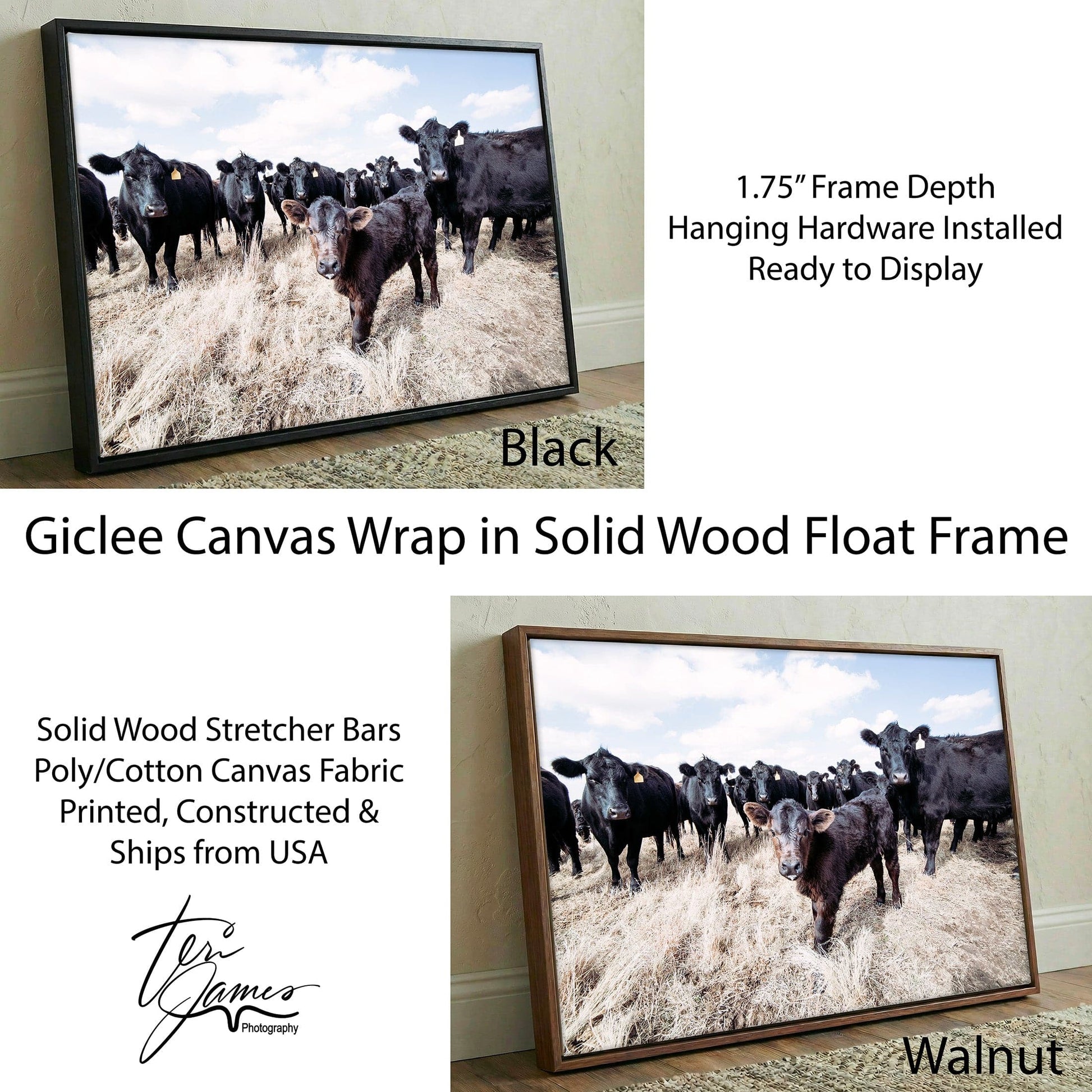 Ranch Style Decor Wall Art - Black Angus Cattle Canvas-Black Frame / 12 x 18 Inches Wall Art Teri James Photography