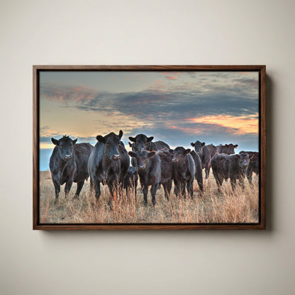 Ranch Style Wall Art - Black Angus Cattle Canvas