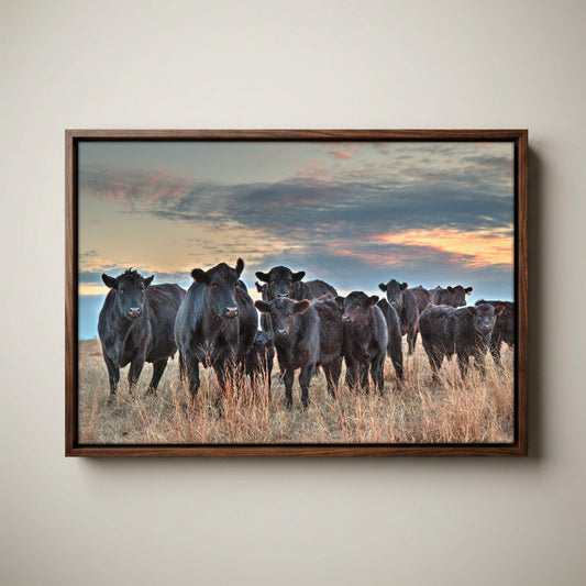 Ranch Style Wall Art - Black Angus Cattle Canvas