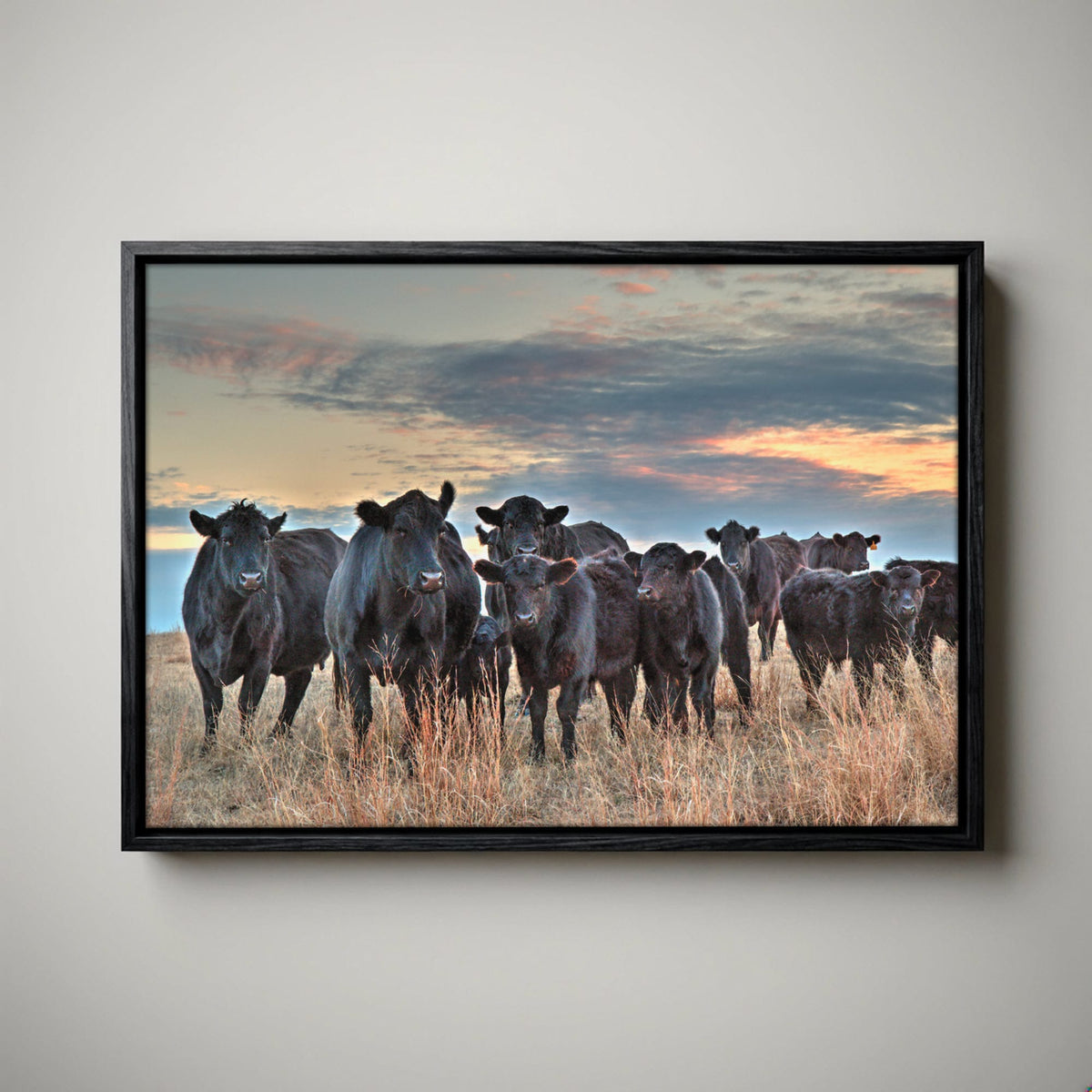 Ranch Style Wall Art - Black Angus Cattle Canvas