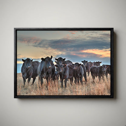 Ranch Style Wall Art - Black Angus Cattle Canvas