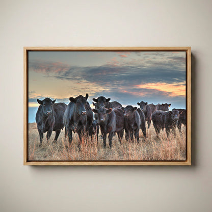 Ranch Style Wall Art - Black Angus Cattle Canvas Canvas-Natural Oak Float Frame / 12 x 18 Inches