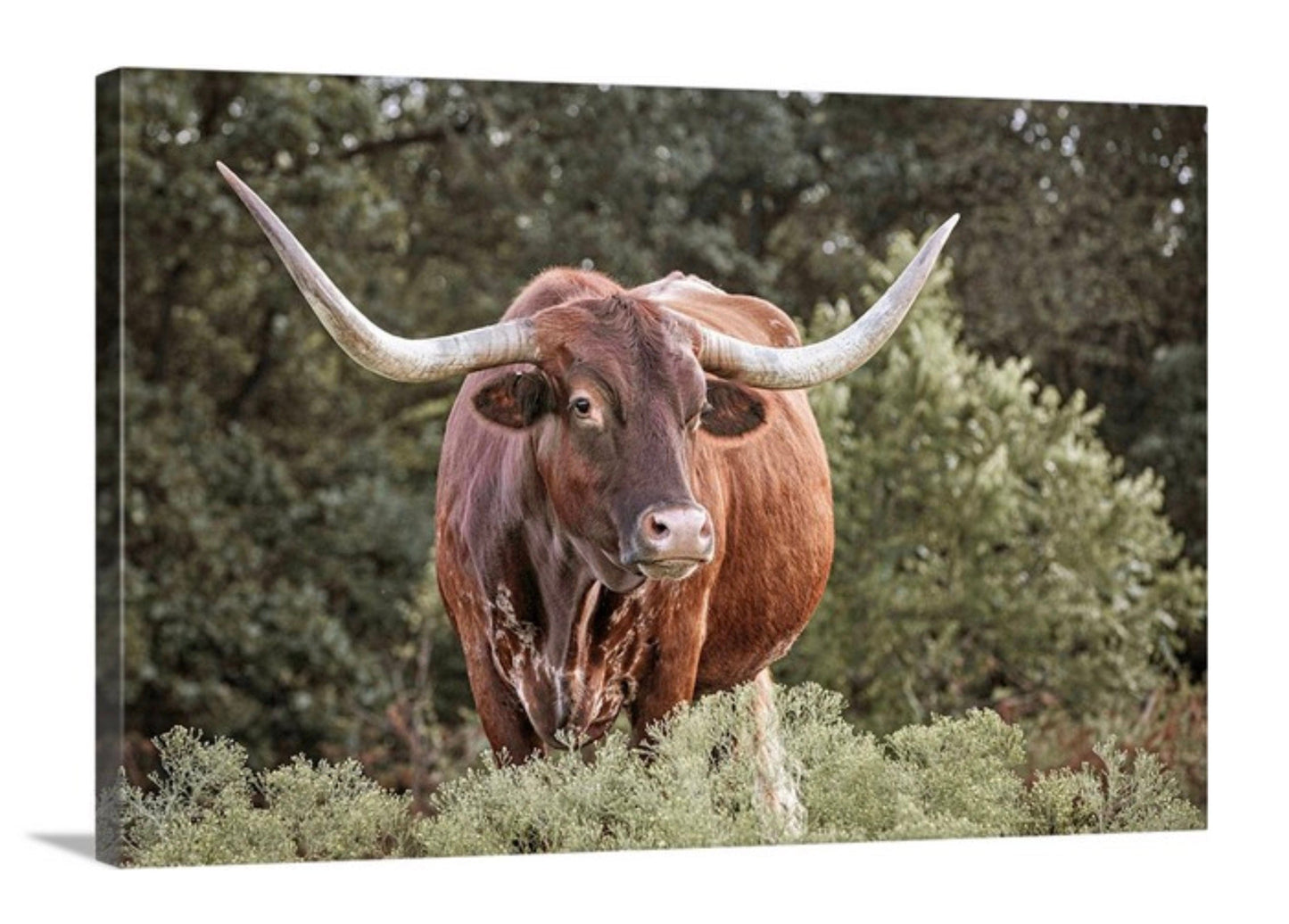 Teri James Photography Wall Art Canvas-Unframed / 12 x 18 Inches Red Texas Longhorn Canvas Print