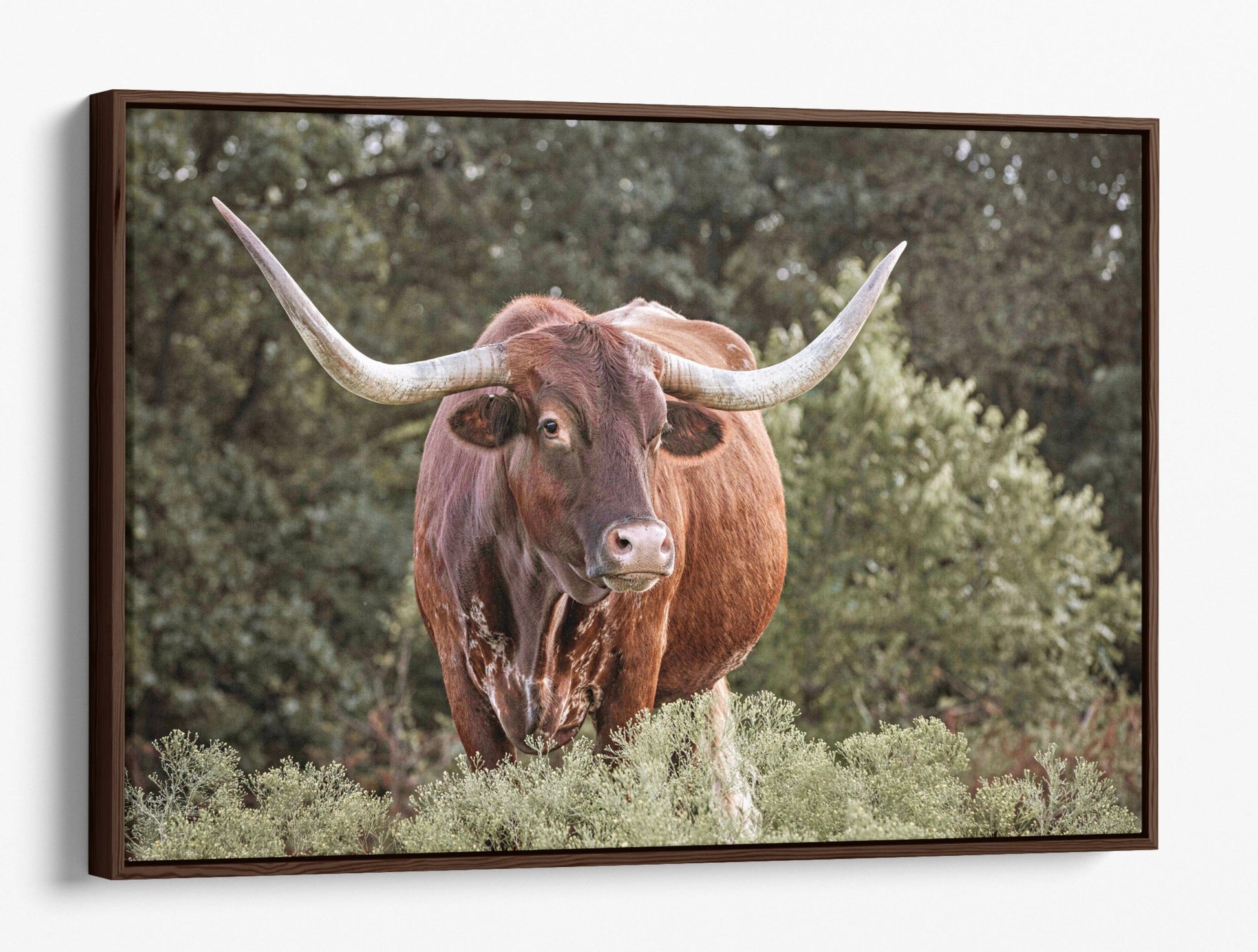 Teri James Photography Wall Art Canvas-Walnut Frame / 12 x 18 Inches Red Texas Longhorn Canvas Print