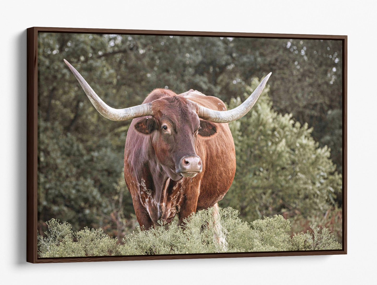 Red Texas Longhorn Canvas Print Canvas-Walnut Frame / 12 x 18 Inches Wall Art Teri James Photography