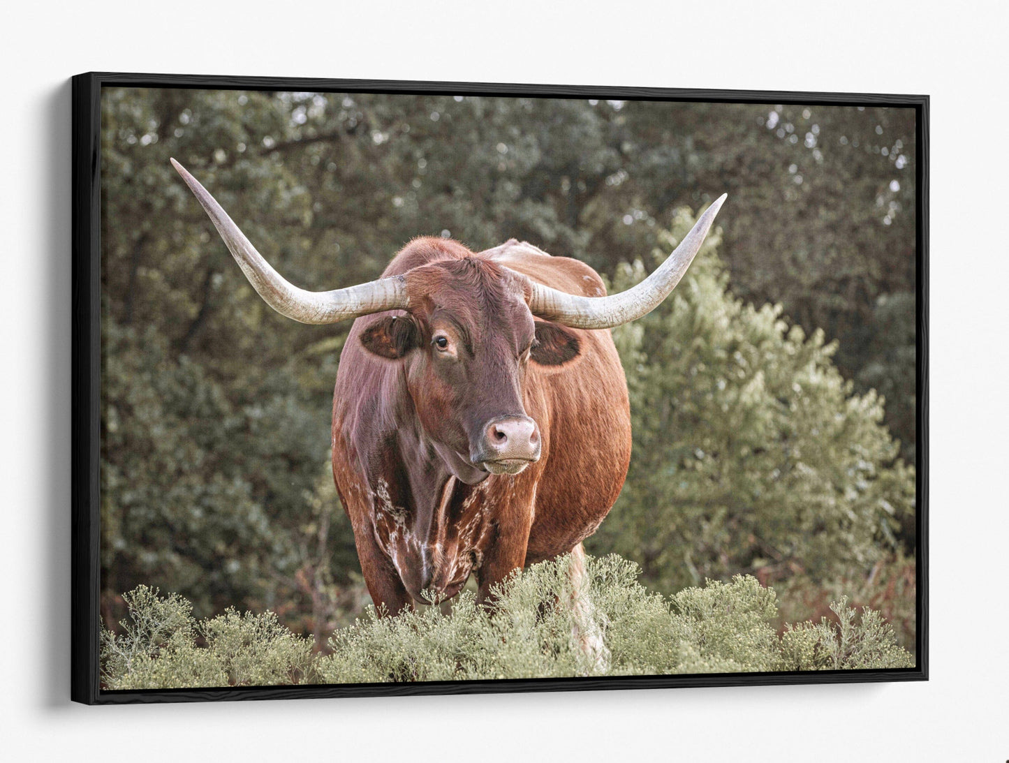 Teri James Photography Wall Art Canvas-Black Frame / 12 x 18 Inches Red Texas Longhorn Canvas Print