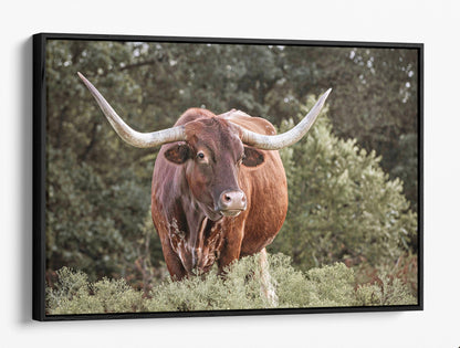 Red Texas Longhorn Canvas Print Canvas-Black Frame / 12 x 18 Inches Wall Art Teri James Photography