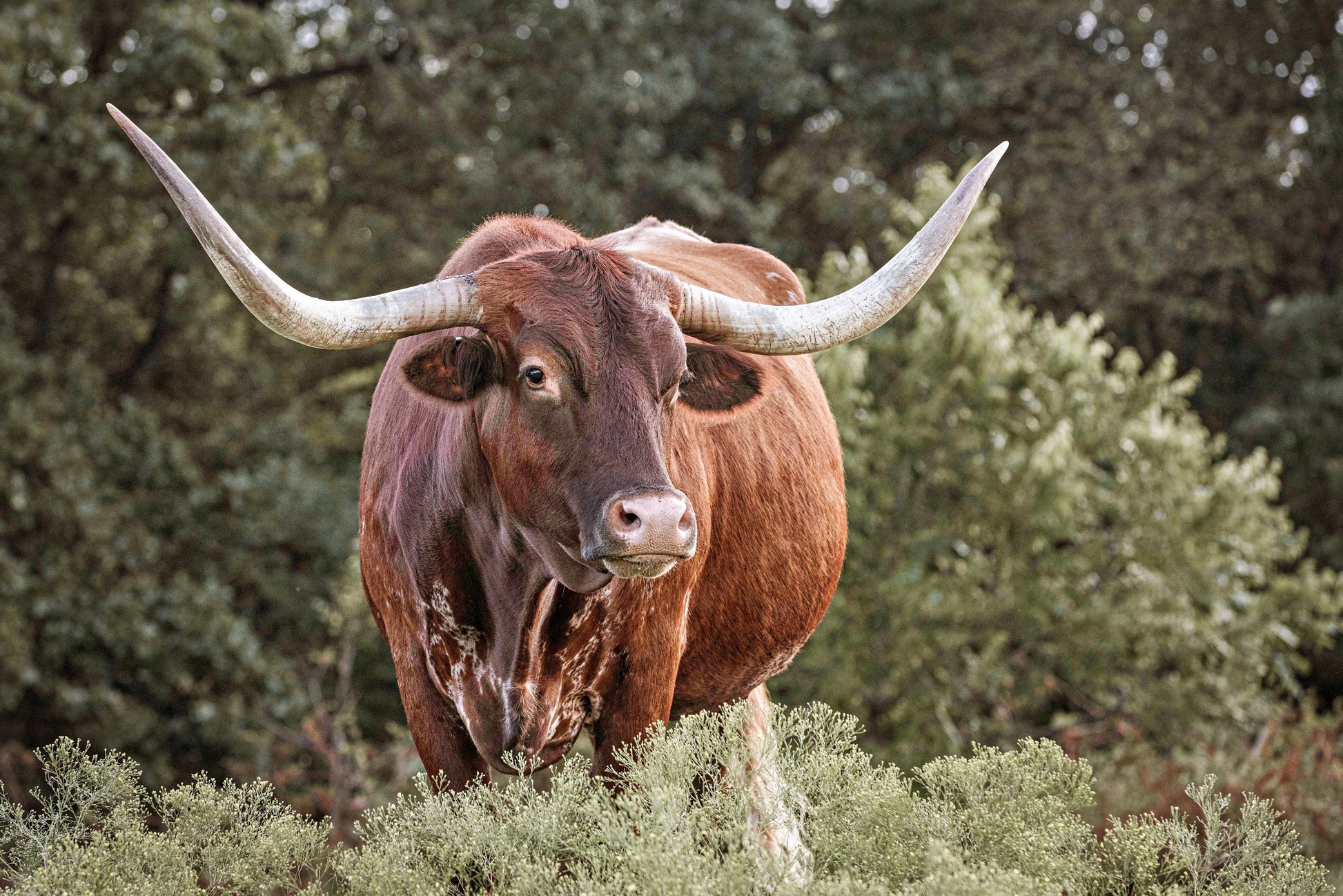 Teri James Photography Wall Art Paper Photo Print / 12 x 18 Inches Red Texas Longhorn Canvas Print