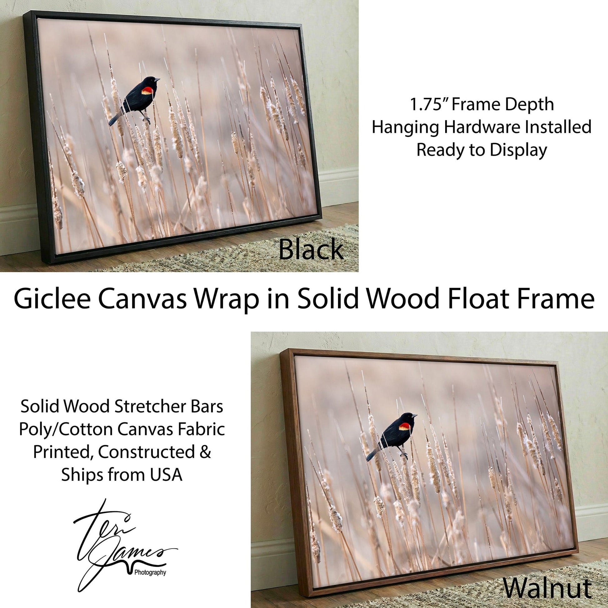 Red-Winged Blackbird Art – Wild Bird Wall Art on Cattails | Farmhouse Decor Print Canvas-Black Frame / 12 x 18 Inches Wall Art Teri James Photography