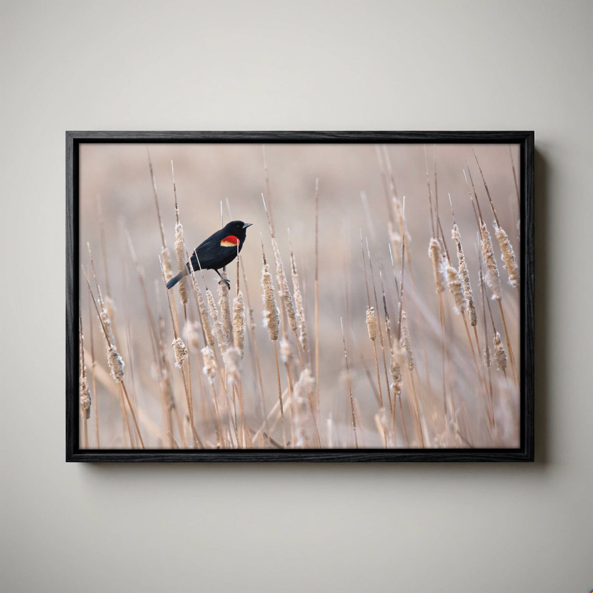 Red-Winged Blackbird Art – Wild Bird Wall Art on Cattails