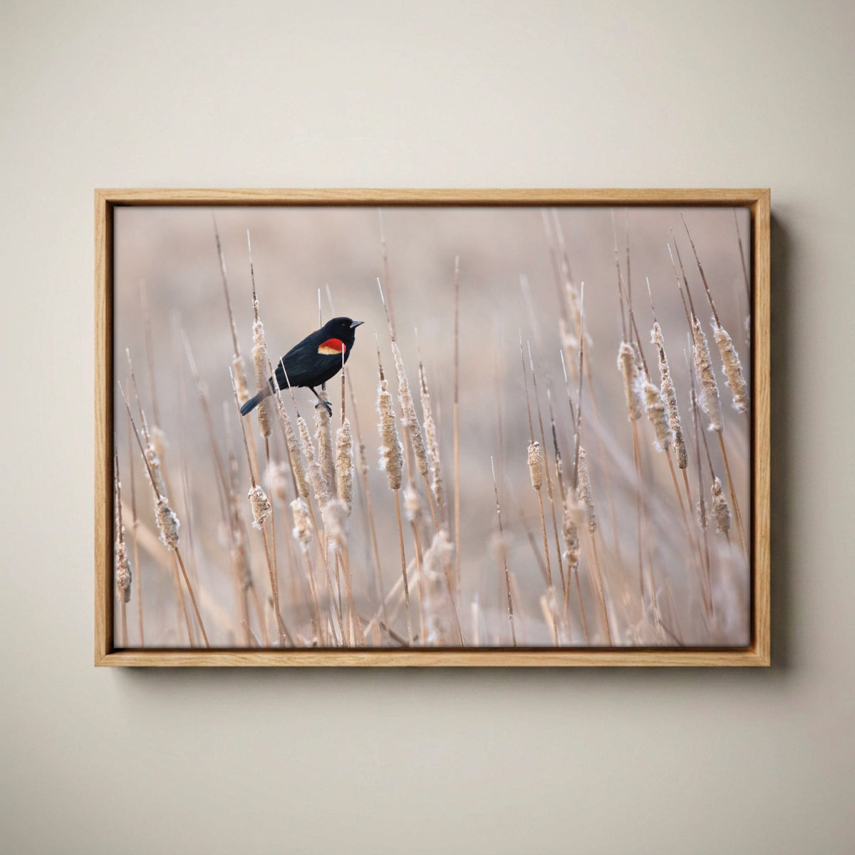 Red-Winged Blackbird Art – Wild Bird Wall Art on Cattails Canvas-Natural Oak Float Frame / 12 x 18 Inches