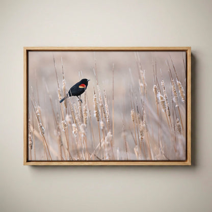 Red-Winged Blackbird Art – Wild Bird Wall Art on Cattails Canvas-Natural Oak Float Frame / 12 x 18 Inches