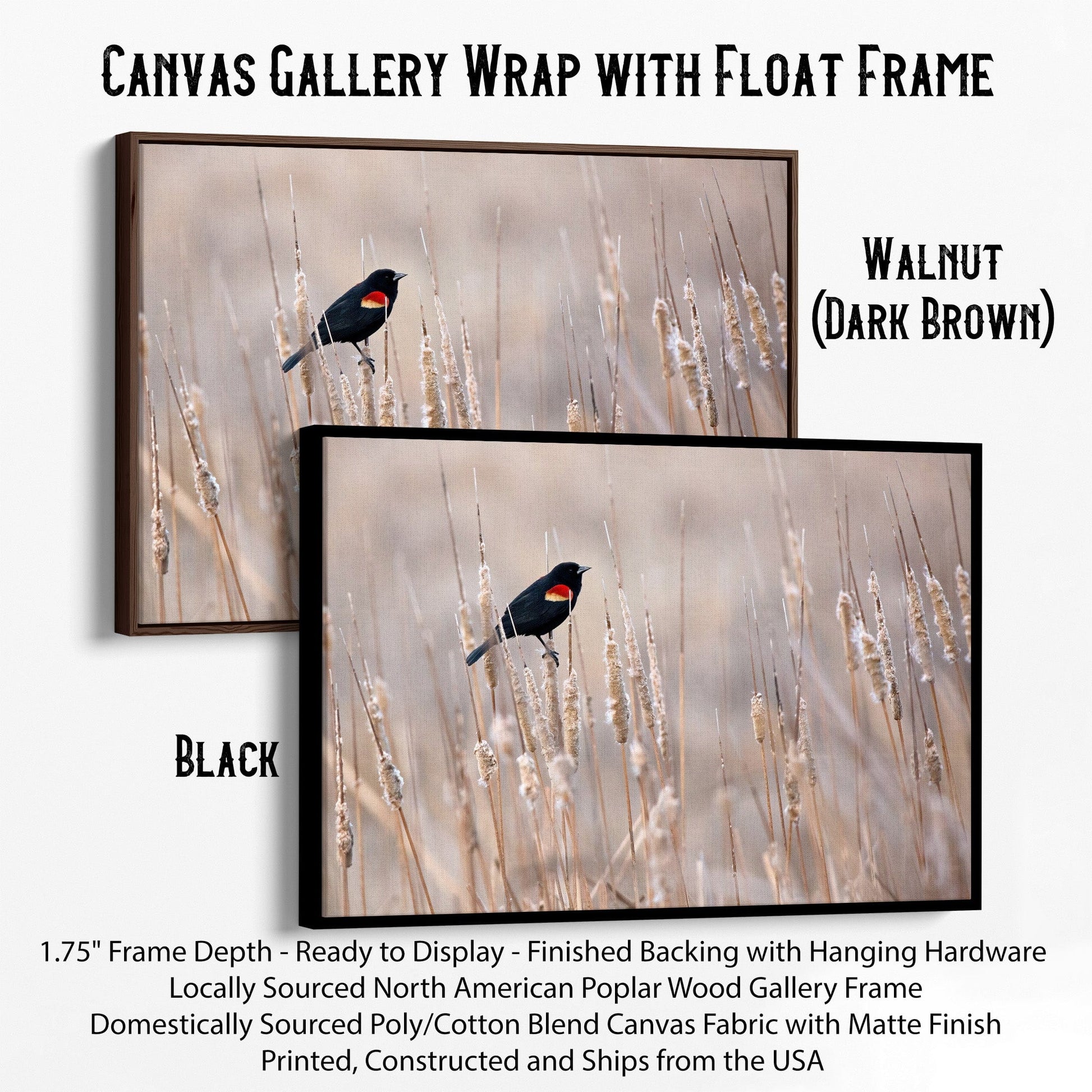 Red-Winged Blackbird on Cattails Canvas-Black Frame / 12 x 18 Inches Wall Art Teri James Photography