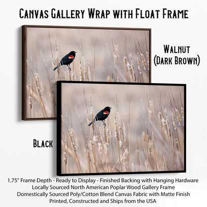 Red-Winged Blackbird on Cattails Canvas-Black Frame / 12 x 18 Inches Wall Art Teri James Photography