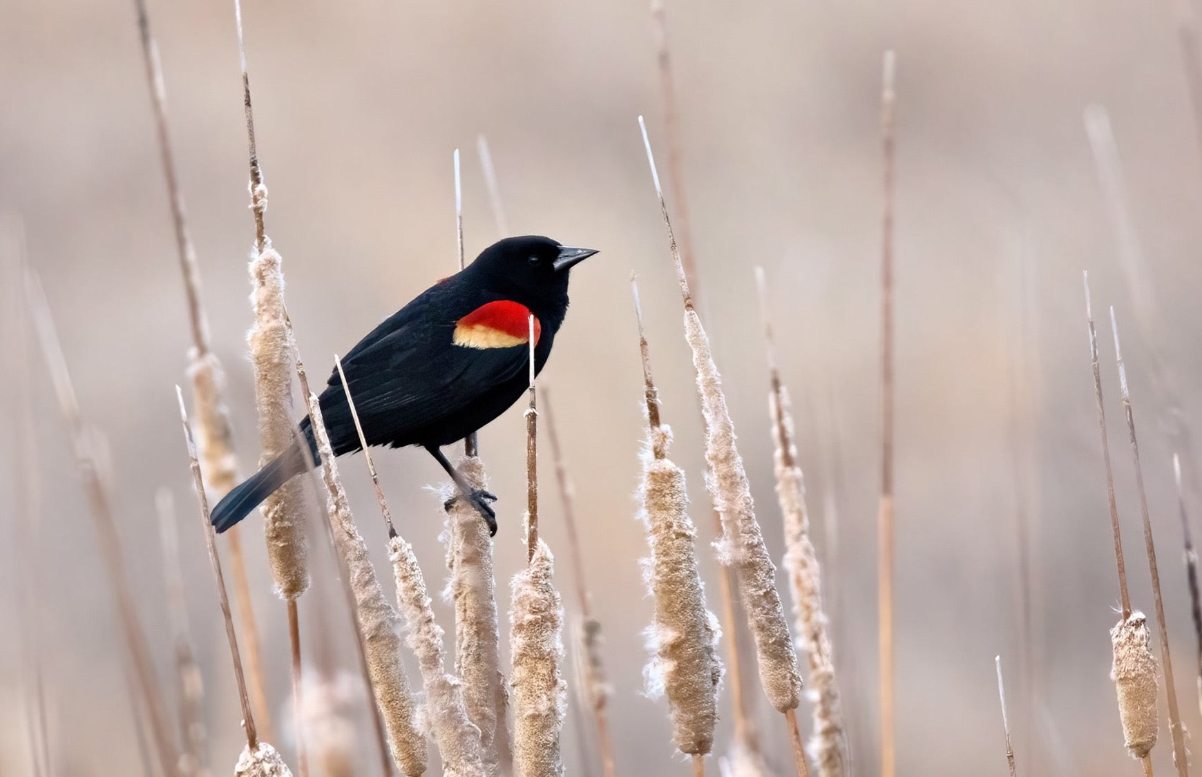 Red-Winged Blackbird on Cattails Wall Art Teri James Photography
