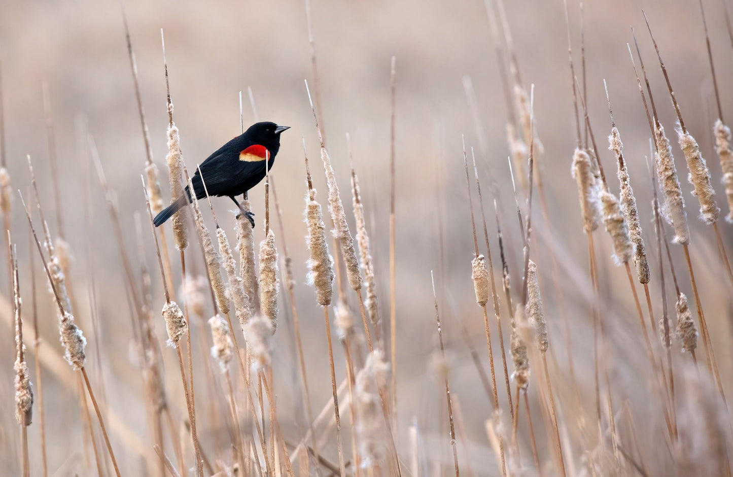 Red-Winged Blackbird on Cattails Wall Art Teri James Photography