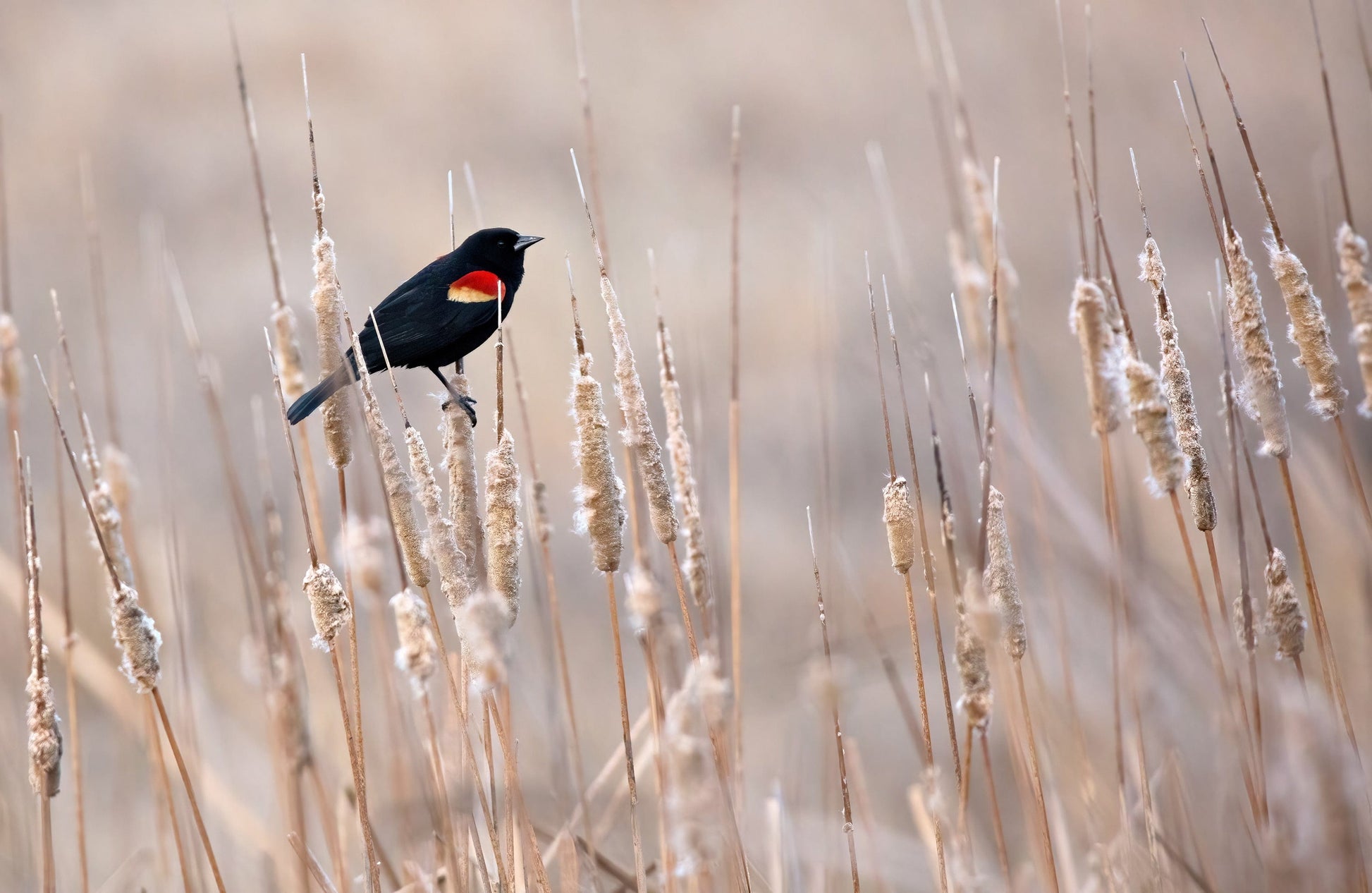 Red-Winged Blackbird on Cattails Wall Art Teri James Photography
