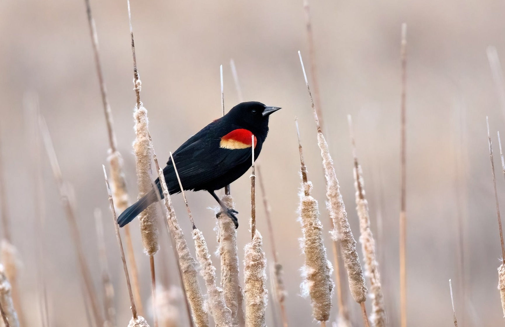 Red-Winged Blackbird on Cattails Paper Photo Print / 12 x 18 Inches Wall Art Teri James Photography