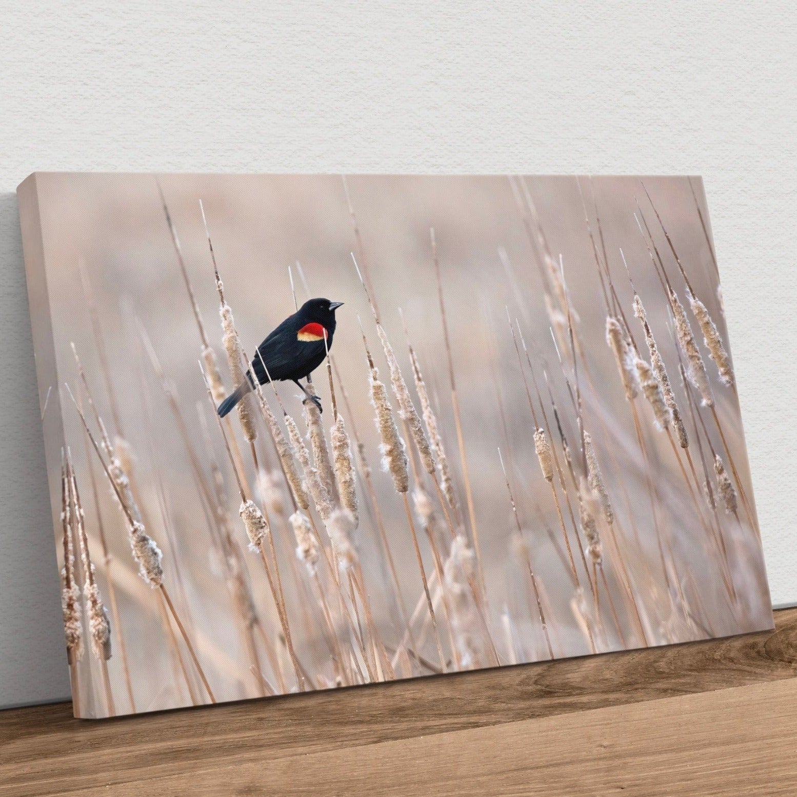 Red-Winged Blackbird on Cattails Canvas-Unframed / 12 x 18 Inches Wall Art Teri James Photography