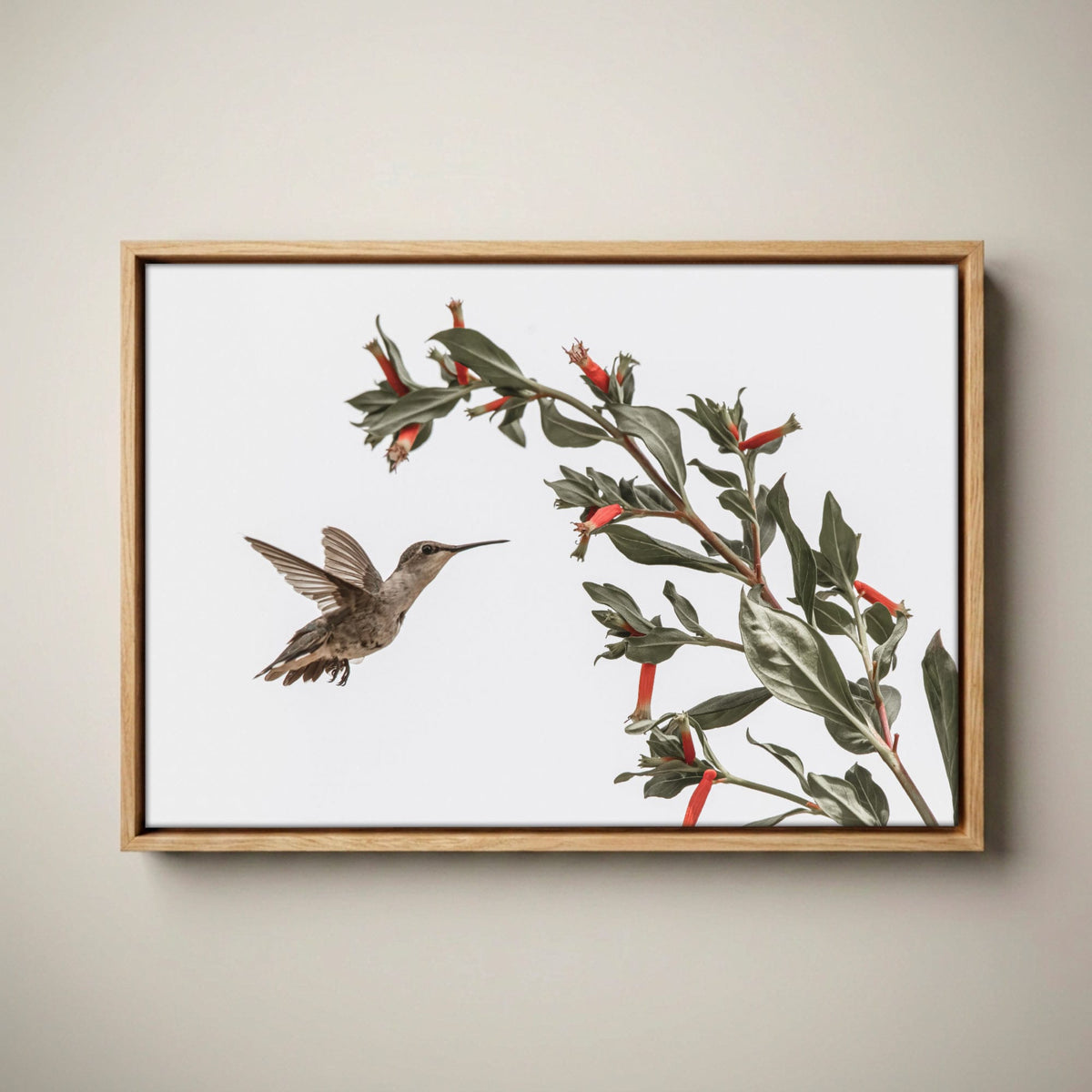 Ruby Throated Hummingbird Art – Wildlife Photo Decor Canvas-Natural Oak Float Frame / 12 x 18 Inches