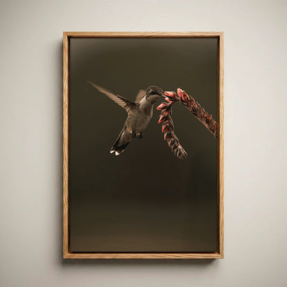 Ruby Throated Hummingbird Artwork Canvas-Natural Oak Float Frame / 12 x 18 Inches