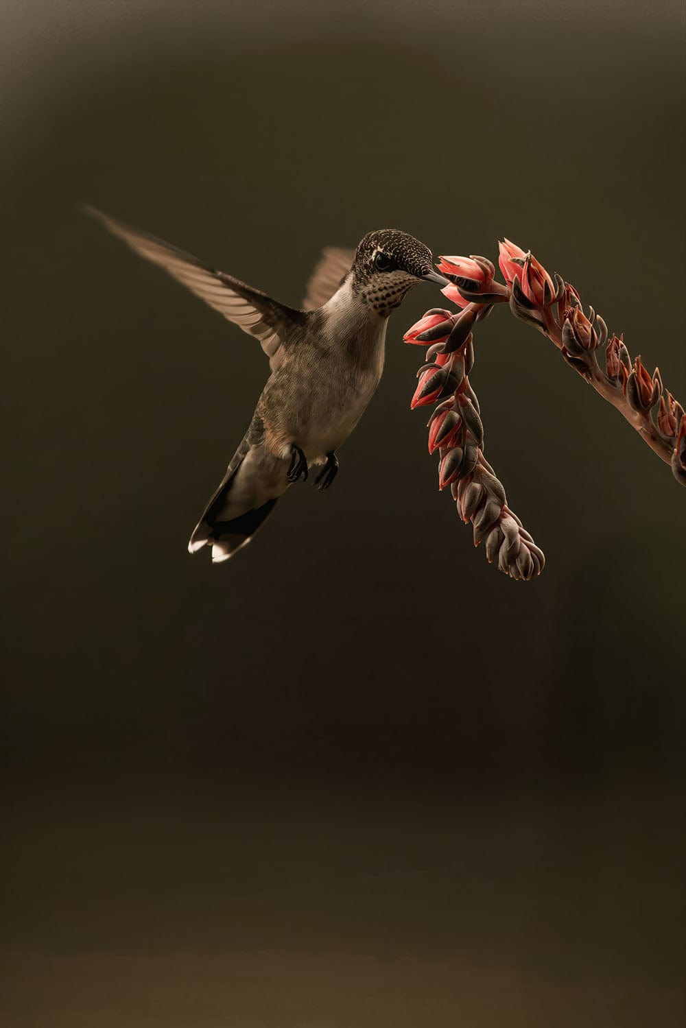 Ruby Throated Hummingbird Artwork Paper Photo Print / 12 x 18 Inches Wall Art Teri James Photography