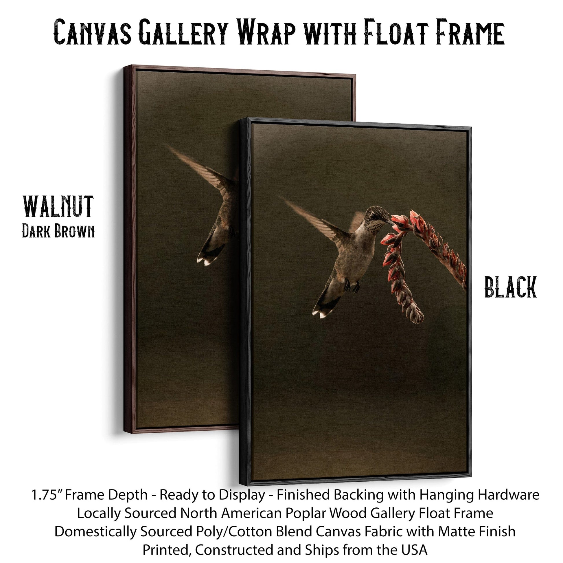 Ruby Throated Hummingbird Artwork Canvas-Black Frame / 12 x 18 Inches Wall Art Teri James Photography