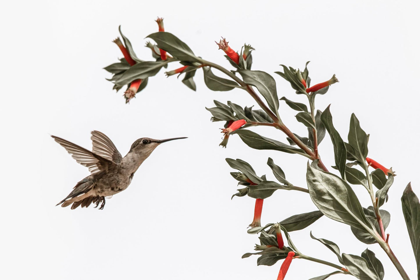 Ruby Throated Hummingbird Wall Art Teri James Photography