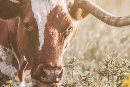 Rustic Farmhouse Artwork - Longhorn in Flowers Wall Art Teri James Photography