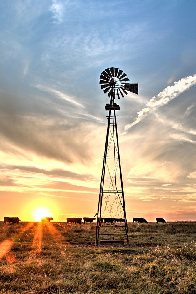 Rustic Old Windmill and Black Angus Cows Wall Art Paper Photo Print / 12 x 18 Inches Wall Art Teri James Photography