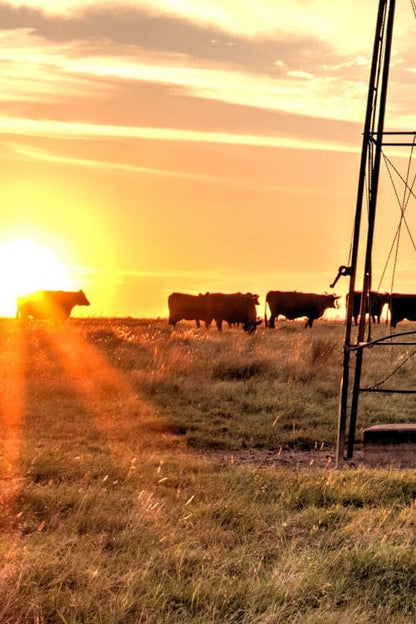 Rustic Old Windmill and Black Angus Cows Wall Art Wall Art Teri James Photography