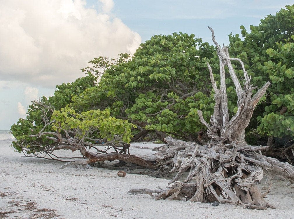 Sanibel Island Lighthouse Beach Canvas Wall Art Teri James Photography