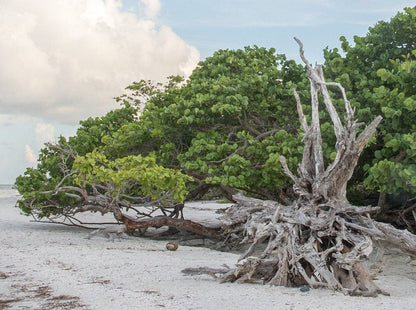 Sanibel Island Lighthouse Beach Canvas Wall Art Teri James Photography