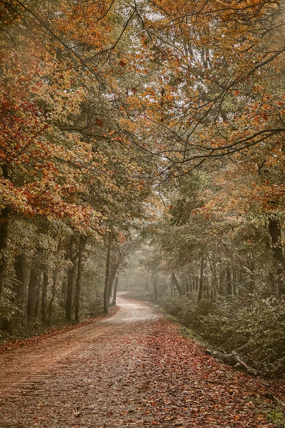 Scenic Arkansas Forest Road Paper Photo Print / 12 x 18 Inches Wall Art Teri James Photography