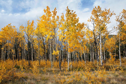 Scenic Aspen Tree Colorado Print Paper Photo Print / 12 x 18 Inches Wall Art Teri James Photography