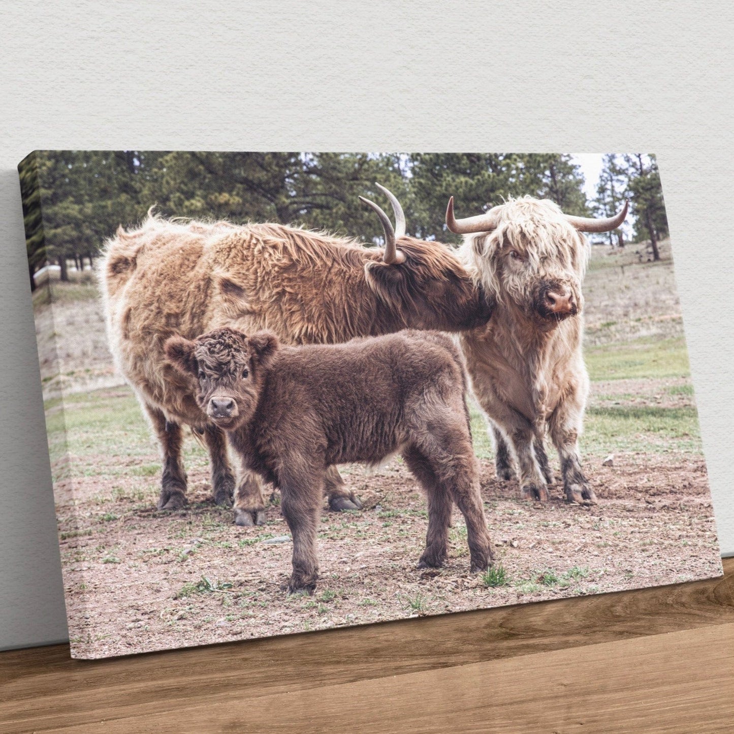 Scottish Highland Cattle Family Canvas-Unframed / 12 x 18 Inches Wall Art Teri James Photography