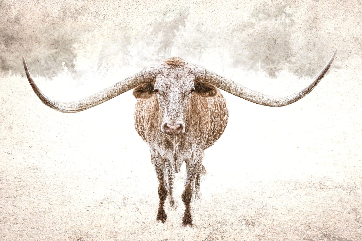 Sepia Longhorn Canvas Art Paper Photo Print / 12 x 18 Inches Wall Art Teri James Photography