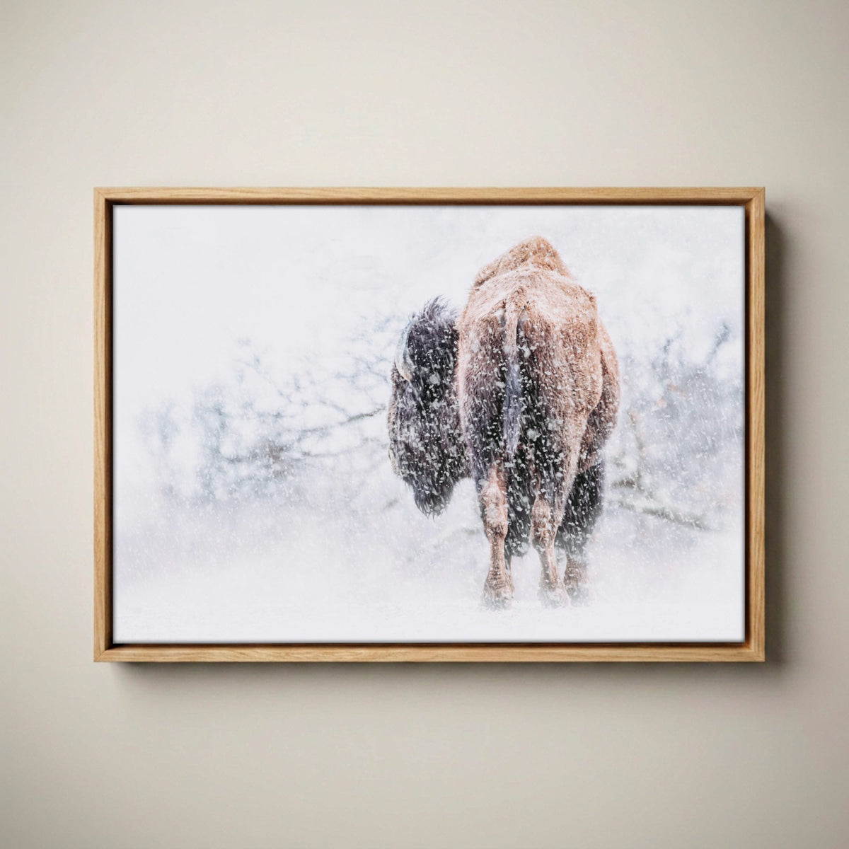 Snowy Buffalo Canvas Wall Art | Bison Print for Living Room Canvas-Natural Oak Float Frame / 12 x 18 Inches