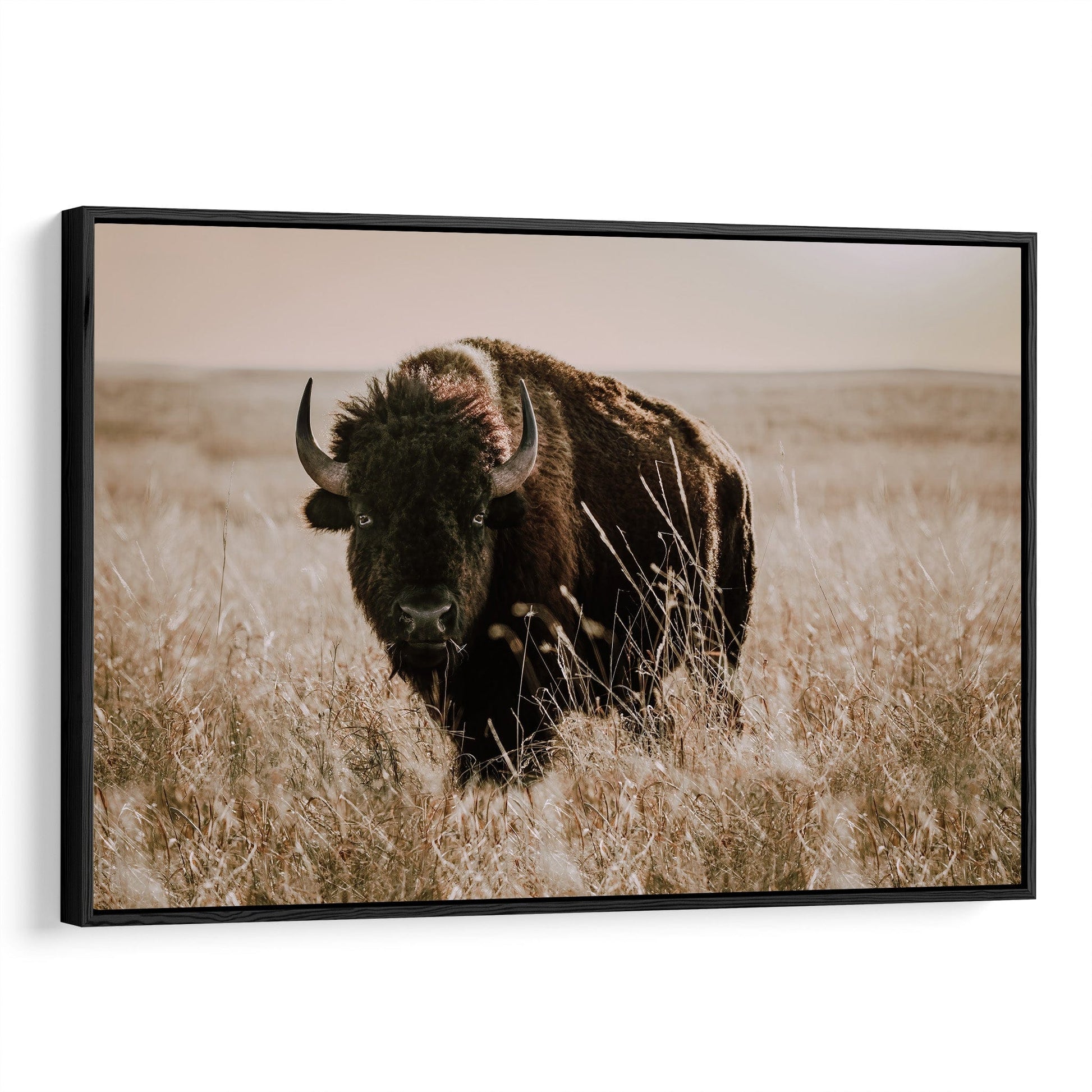 Tallgrass Prairie Bison Canvas - Buffalo Canvas Print Canvas-Black Frame / 12 x 18 Inches Wall Art Teri James Photography
